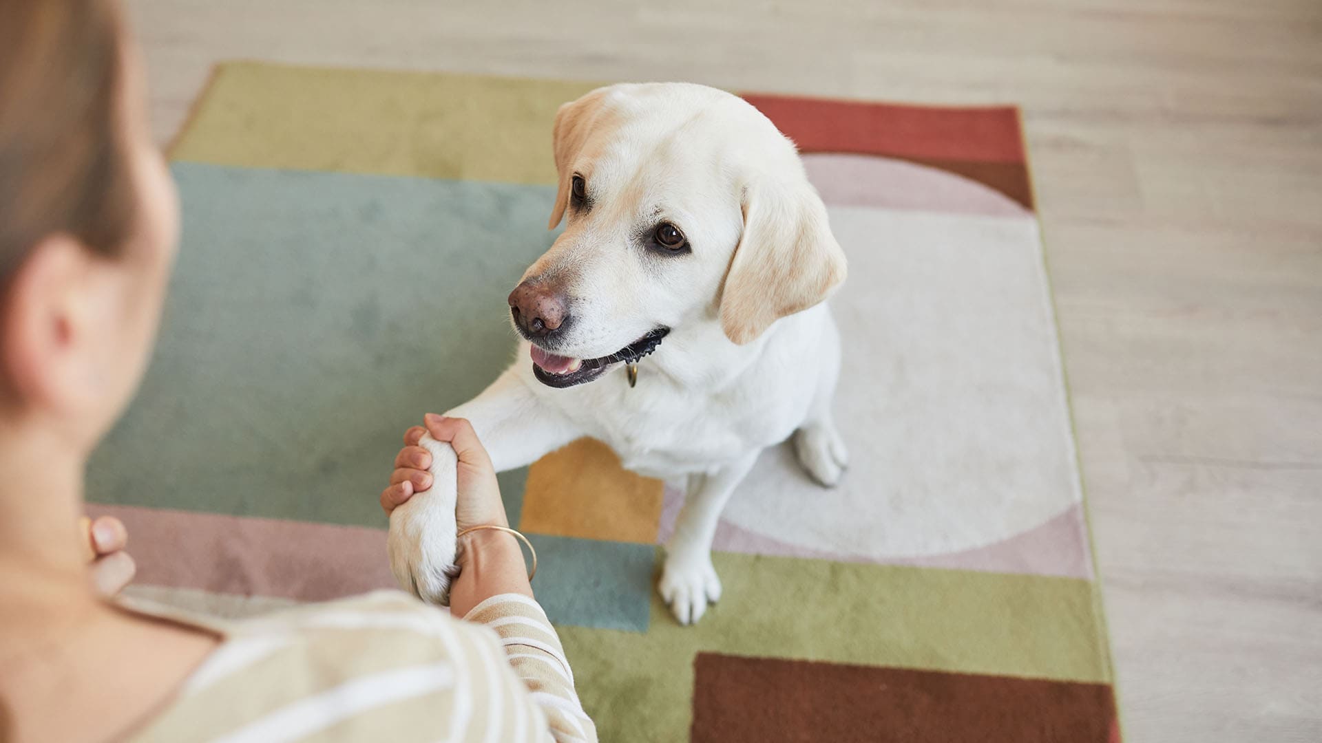 pet friendly